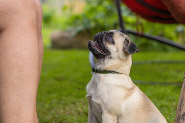 Cute pug puppy sitting at the feet of the owner and looking up