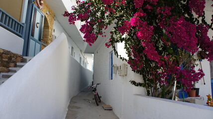 bougainvillaea and white traditional building In Greek island of Koufonisi August 2021