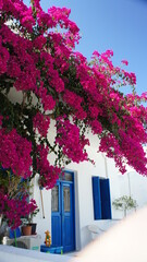 bougainvillaea and white traditional building In Greek island of Koufonisi August 2021