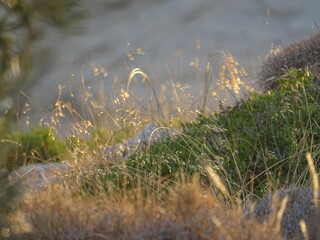 grass in the wind during sunset near Athens Greece September 2021