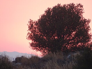 sunset in the forest near Athens Greece September 2021
