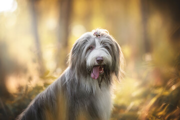 Naklejka na ściany i meble A close-up portrait of a funny bearded collie sticking out his tongue and staring directly into the camera against the backdrop of a bright autumn sunset landscape. The mouth is open.