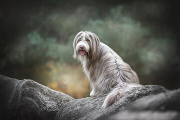 A funny bearded collie with an open mouth sitting on huge gray stones and looking at the camera against the backdrop of a bright summer sunset landscape. Back to camera
