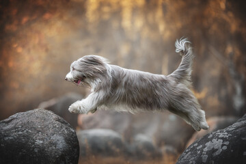 A funny bearded collie with an open mouth and fluffy tail jumping between huge gray stones against the backdrop of a bright autumn sunset landscape. Profile view.