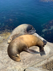 Fototapeta premium Sleeping sea lions.