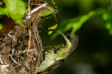 A female Loten's Sunbird intruding on a Purple-rumped Sunbird's nest in Sri Lanka