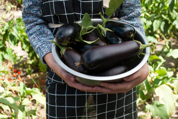 A bowl of eggplants in children's hands. Farm. Vegetable garden background.
