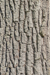 Rough bark of an oak tree (Quercus). Focus in the middle.