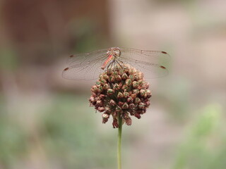 Dragonfly on onion seeds close-up in autumn in Ukraine.