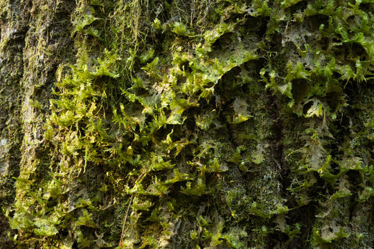 Close-up of a Neckera pennata growing on an Aspen bark in an old-growth forest. Neckera pennata is a species of moss belonging to the family Neckeraceae.