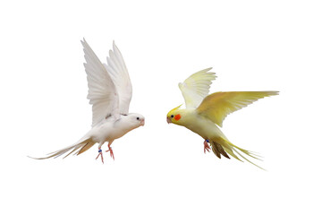 Cacatuidae parrots flying isolated on white.