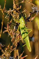 A green big bush cricket