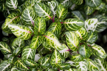 Big leaves garden croton leaf Codiaeum variegatum. Red pencil tree euphorbia plant. © Kwan William