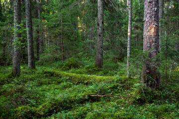 An Estonian old-growth forest with decaying and old trees during a summer evening. 
