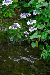 あじさい( hydrangea)