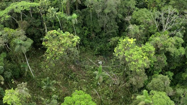 Aerial view of a person with motorsaw cutting down a tropical tree in a tropical forest, Amazon deforestation