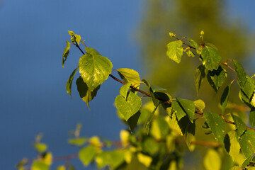 Fresh Silver birch, Betula pendula leaves after rainfall on a May evening in Estonia. 
