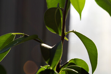 Fototapeta premium leaves