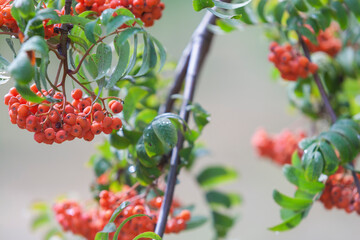 Fototapeta premium Rowan branch after rain in early autumn. Selective focus, close-up.