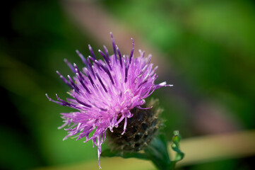 Closeup of thistle, flower of Scotland 
