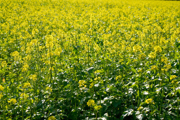 field of yellow flowers