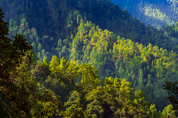 Pine tree forest  on mountain slopes of Himalayas mountains of Binsar wildlife sanctuary at Almora, Uttarakhand, India. Sustainable industry, ecosystem and healthy environment concepts and background.