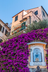 Fototapeta na wymiar Historic center of Cervo with ancient houses and Climbing Bougainvillea