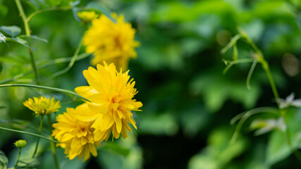 Rudbeckia. Garden yellow flowers with green leaves. Yellow flowers of rudbeckia dissected. Copy space