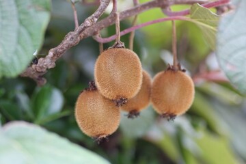 キウイフルーツの木