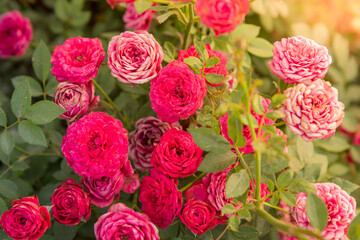 Red roses flower blooming in rose garden on background red roses flowers at park of Delhi. Spring landscape blurry natural background.
