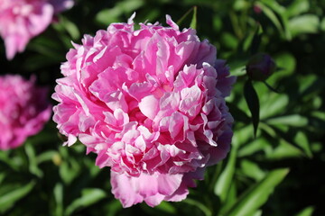 Obraz premium A flower with beautiful petals. Macro. Russia.