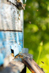 Bees fly into the hive entrance. Bees flying around beehive. Beekeeping concept. Copy space. Selective focus