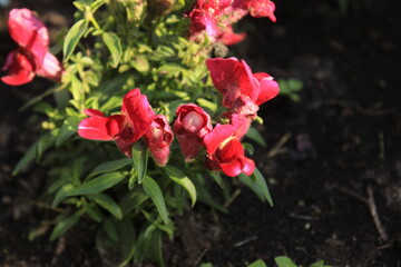 Small beautiful red flowers. Macro. Russia.
