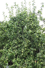 Fototapeta na wymiar Green apples on an old apple tree. Russia.