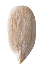 sunflower seed macro