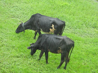 cows in the field