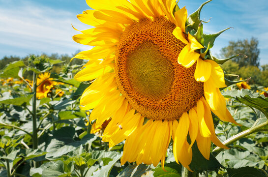 Sunflower field on a clear sunny day. Seeds will soon appear in the flowers. Yellow, green and ash colors. Bees pollinate.