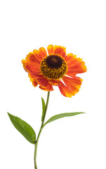 Helenium flower isolated