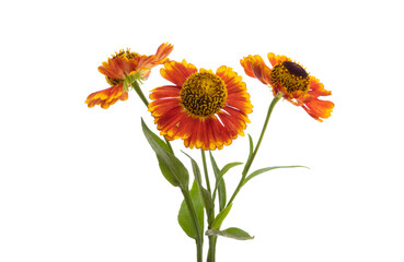 Helenium flower isolated