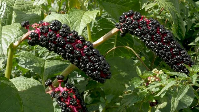 Poisonous berry lakonos on a tree branch, black ripe berry.