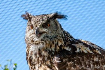 Obraz premium Close up of an Eurasian Eagle-Owl (Bubo bubo)