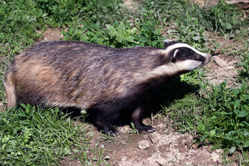 Close-up shot of an European Badger