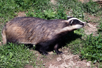 Fototapeta premium Close-up shot of an European Badger