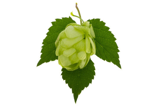 Hop Cone Isolated