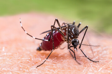 Aedes aegypti Mosquito. Close up a Mosquito sucking human blood,