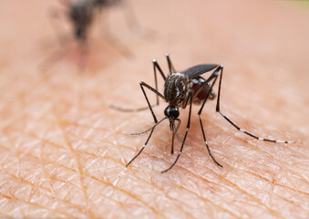 Aedes aegypti Mosquito. Close up a Mosquito sucking human blood,