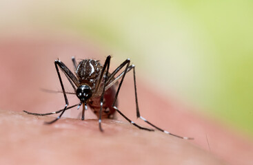 Aedes aegypti Mosquito. Close up a Mosquito sucking human blood,