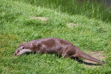 Eurasian Otter (Lutra lutra) in natural habitat