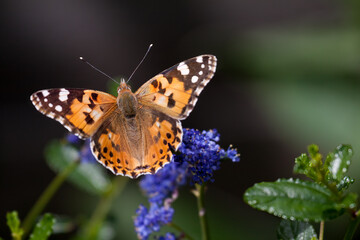 Close-up of a Painted Lady (Vanessa cardui)