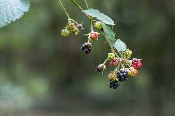 Wild Blackberries at various stages of ripening